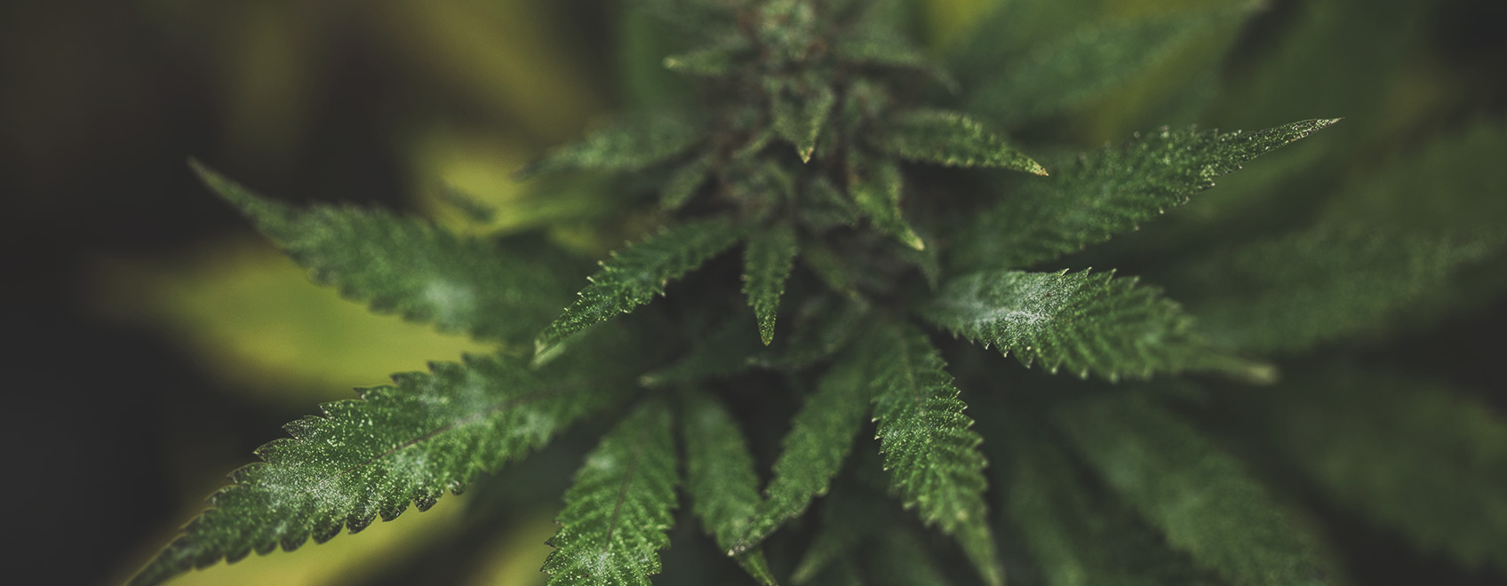 What Cannabis Leaves Can Tell You What Cannabis Leaves Can Tell You
