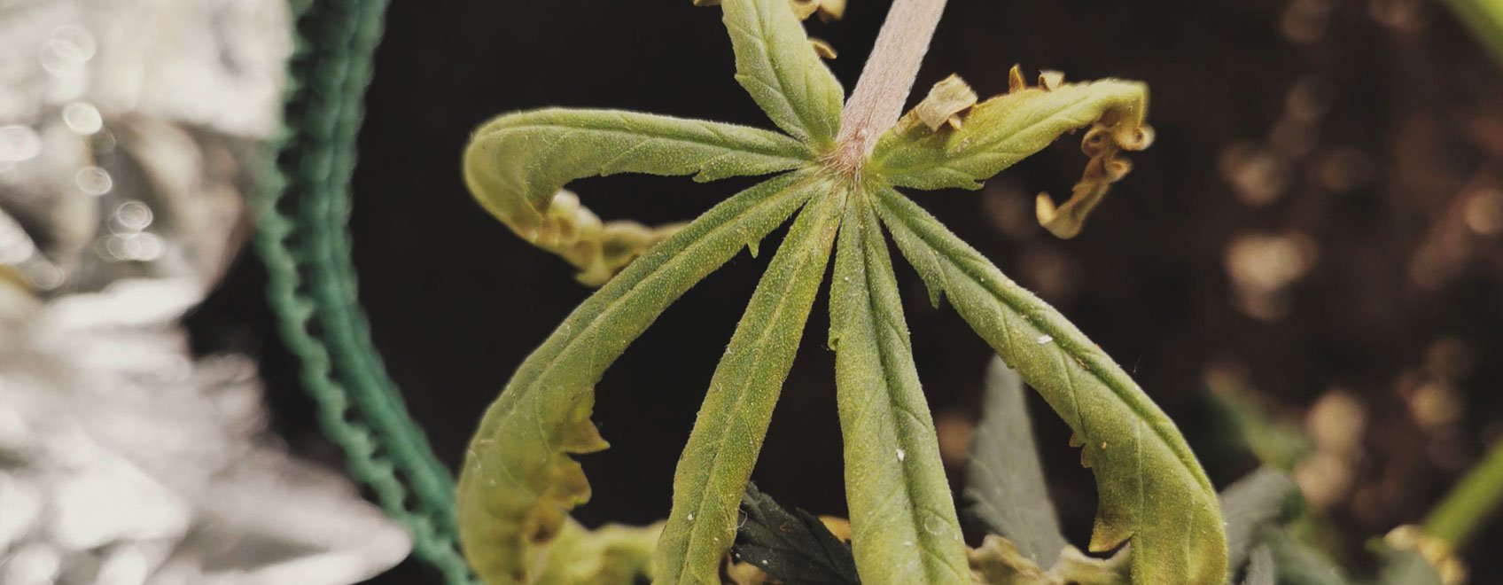 What Cannabis Leaves Can Tell You What Cannabis Leaves Can Tell You