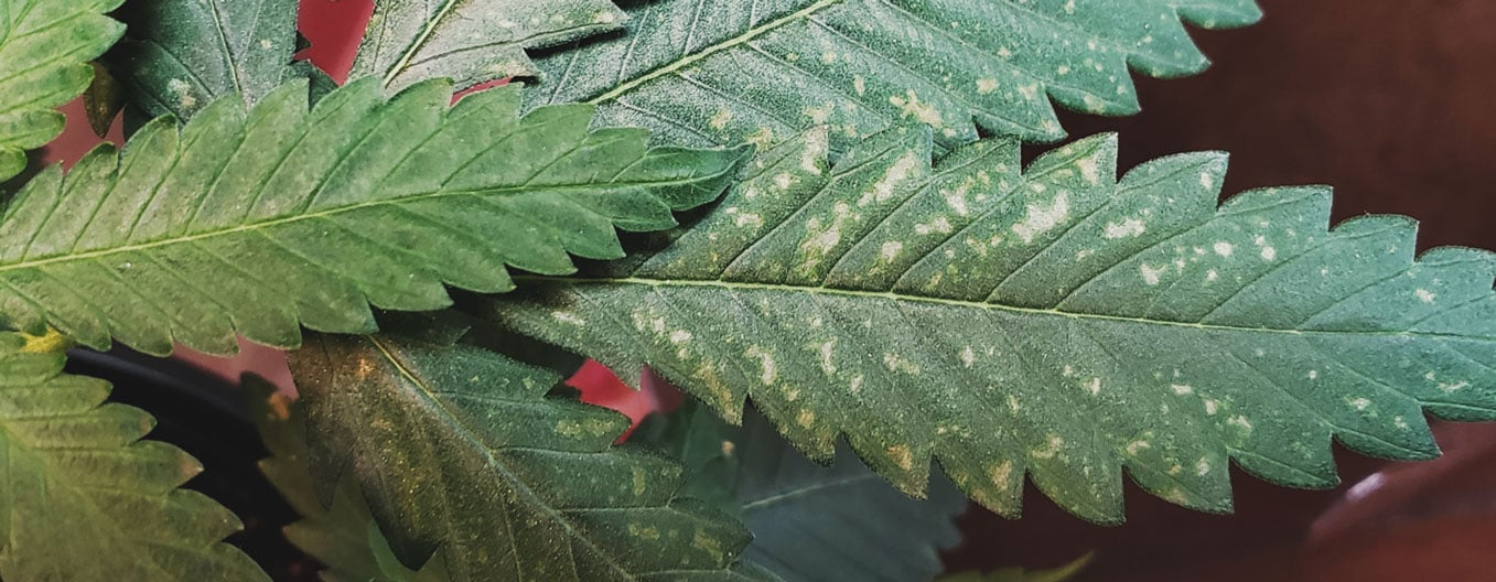 What Cannabis Leaves Can Tell You What Cannabis Leaves Can Tell You