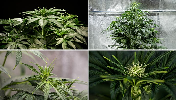 Vegetative phase of cannabis Vegetative phase of cannabis