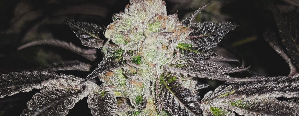 What Cannabis Leaves Can Tell You What Cannabis Leaves Can Tell You