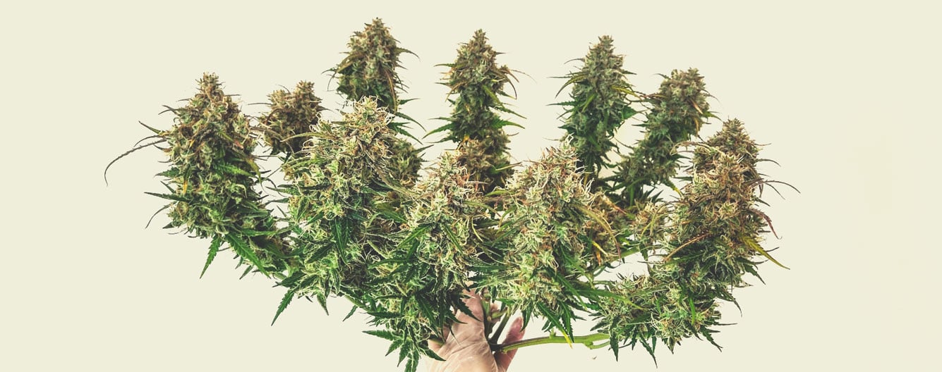 Estimating the Yield of Autoflowering Plants Estimating the Yield of Autoflowering Plants