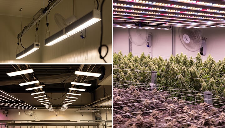 Cannabis Lighting Cannabis Lighting
