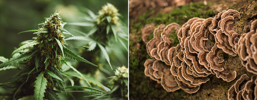 Marihuana and Mushrooms Marihuana and Mushrooms