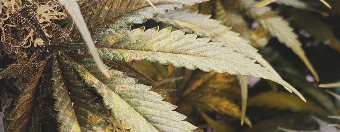 Cannabis Leaves: Nutrient Deficiency Symptoms Photo of cannabis leaves with yellowing and brown spots indicating nutrient deficiency cannabis leaves symptom