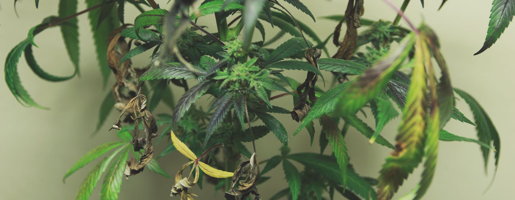 What Cannabis Leaves Can Tell You What Cannabis Leaves Can Tell You