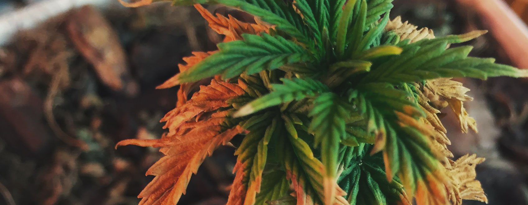 Cannabis Leaves: Root Rot Symptoms Photo of cannabis leaves with irregular yellow patches, wilting and crumbling, illustrating cannabis leaves symptom of root rot