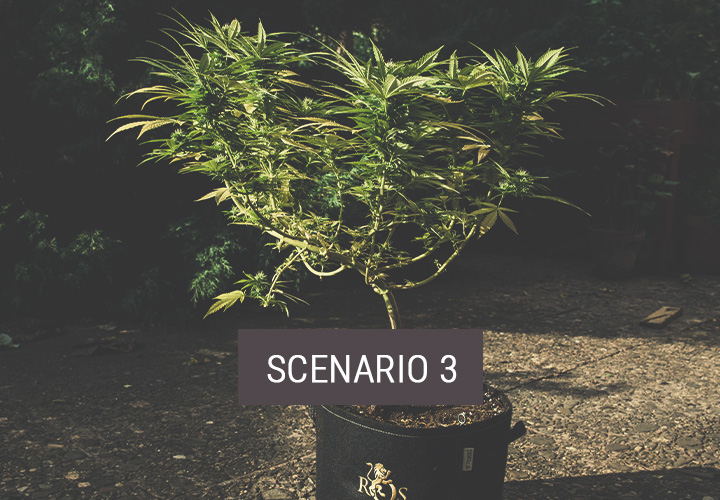 Scenario 3: How to Move Cannabis Plants Outdoors Part-Time Scenario 3: How to Move Cannabis Plants Outdoors Part-Time