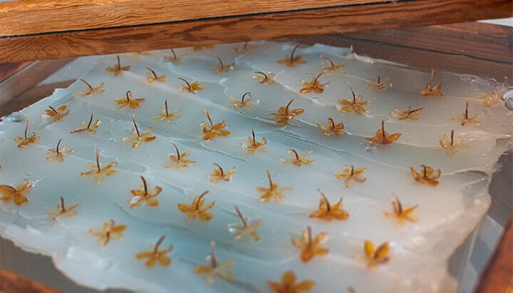 Traditional perfume making Traditional perfume making