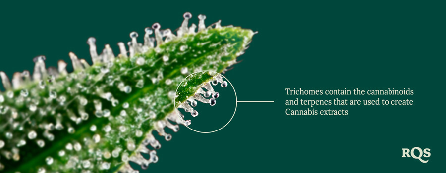 Trichomes Trichomes