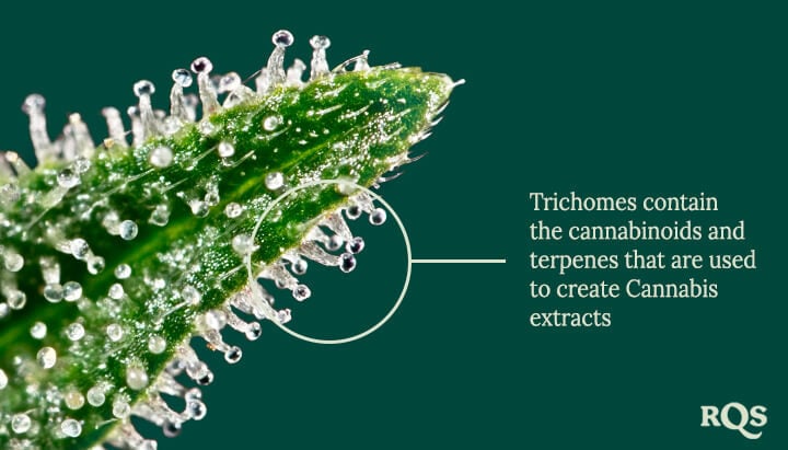 Trichomes Trichomes