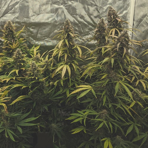 Cannabis plant in week 7 of flowering, showing mature buds and amber trichomes, indicating readiness for flushing and approaching harvest - USA