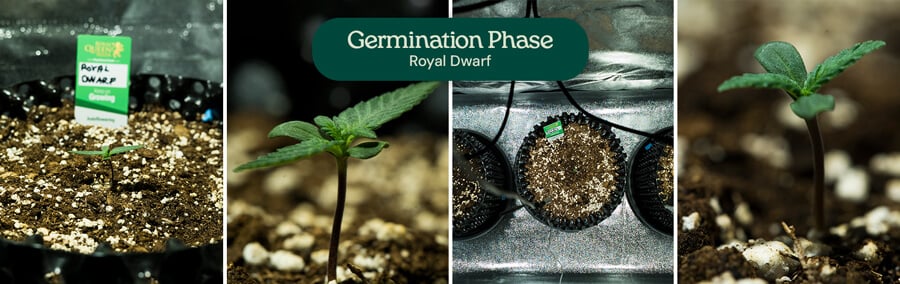 Royal Dwarf Germination Royal Dwarf Germination