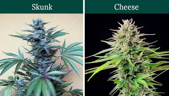 Skunk vs Chesee Cannabis Strains Skunk vs Chesee Cannabis Strains