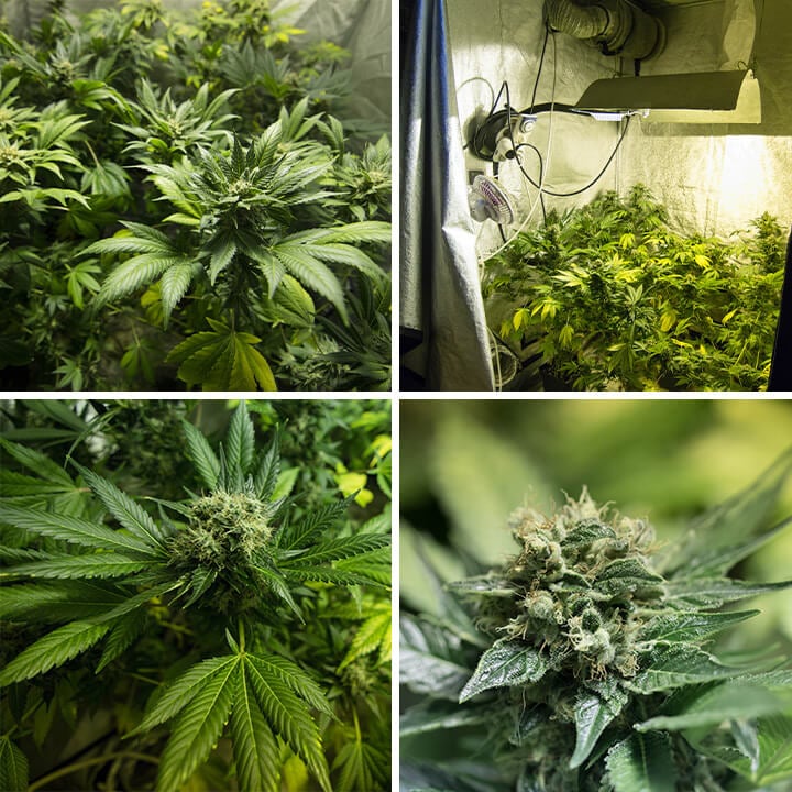 Somango XL Seeds Somango XL Seeds