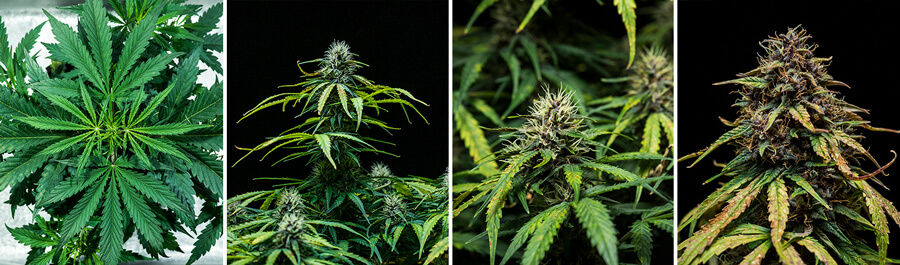 Watermelon Auto Seeds Watermelon Auto Seeds