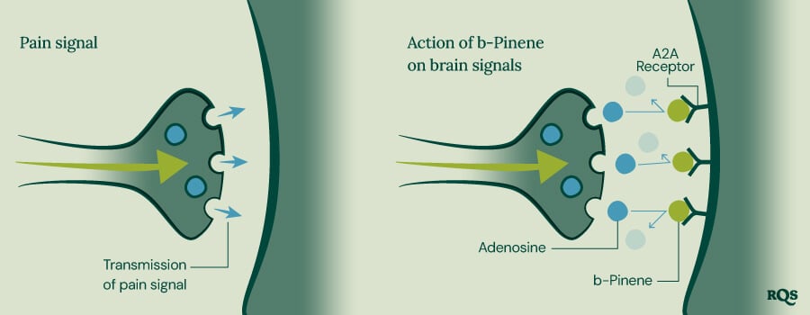 Pinene Pain Transmission Pinene Pain Transmission