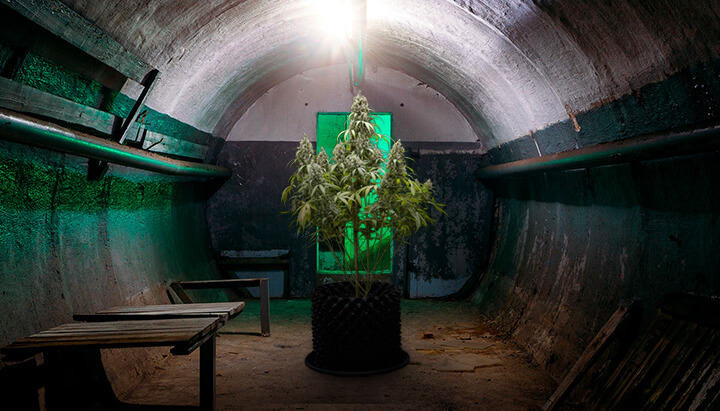 Bunker cannabis growing