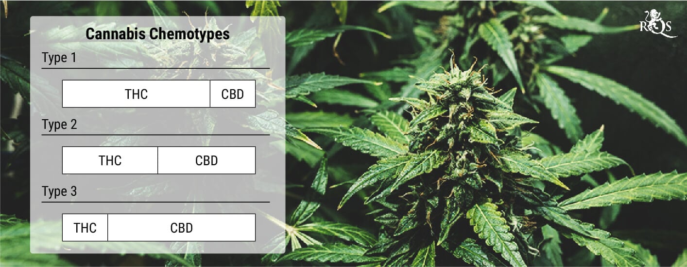 What Are Cannabis Chemotypes? What Are Cannabis Chemotypes?