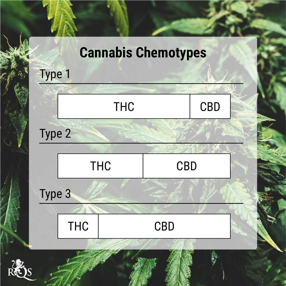 What Are Cannabis Chemotypes? What Are Cannabis Chemotypes?