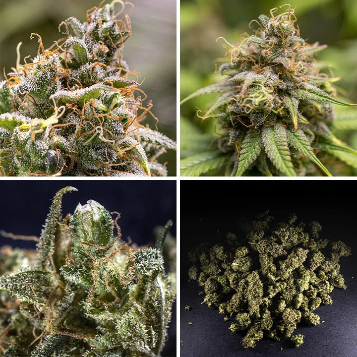 Chocolate Haze Seeds Chocolate Haze Seeds