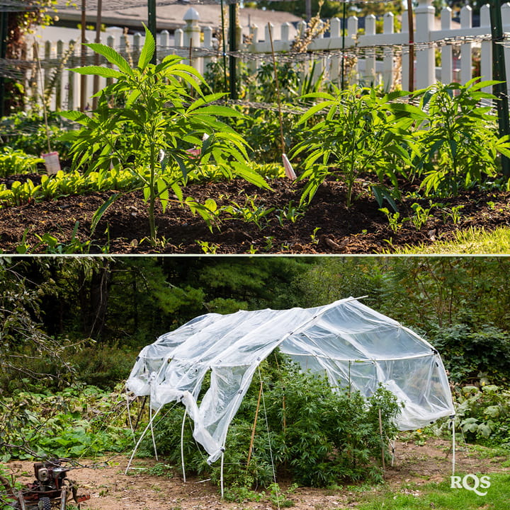 Garden Setup and Plant Protection Two images: Left shows young plants in a garden, and right shows a garden with a protective netting canopy.