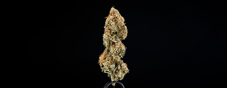 Epsilon F1 grow report harvest Epsilon F1 grow report harvest