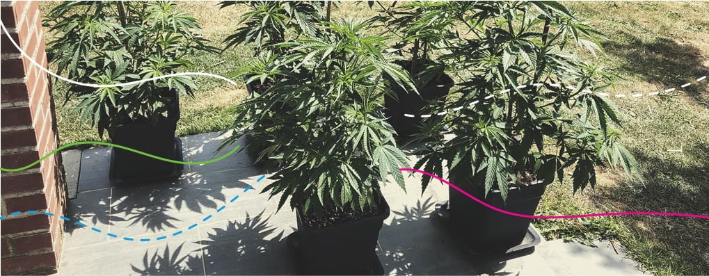 Using RQS Cannabis Fertilisers Outdoors: Royal Gorilla Using RQS Cannabis Fertilisers Outdoors: Royal Gorilla