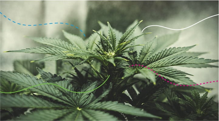 Using RQS Fertilisers Indoors: Green Gelato Automatic Using RQS Fertilisers Indoors: Green Gelato Automatic