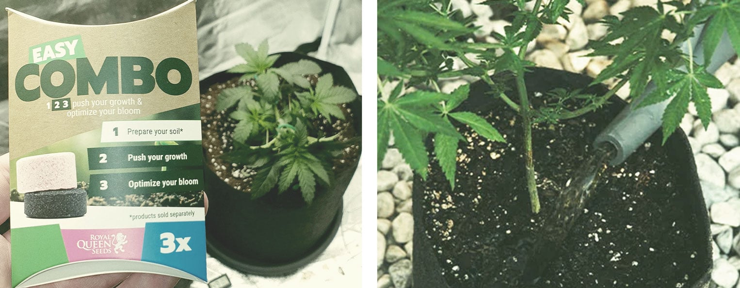 A cannabis plant being watered, highlighting the importance of proper watering techniques to prevent root rot and ensure nutrient absorption.