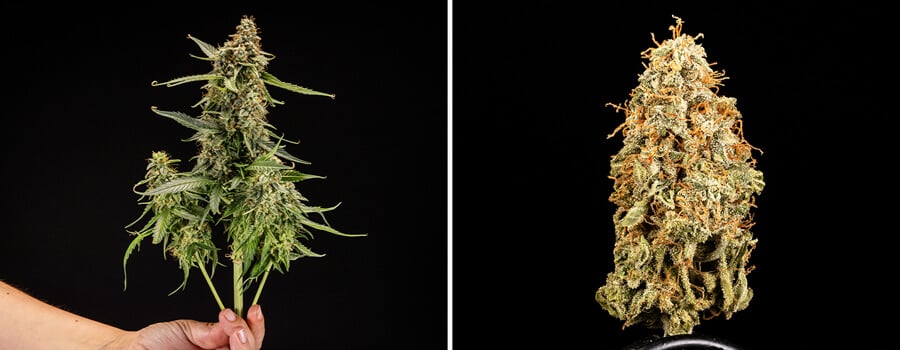 Harvest Harvest