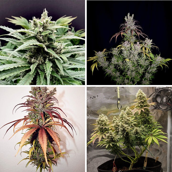 Lemon Shining Silver Haze Lemon Shining Silver Haze