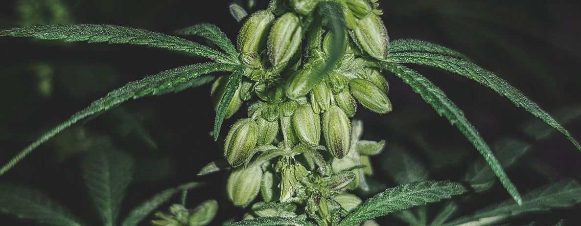 What Does a Male Cannabis Plant Look Like? What Does a Male Cannabis Plant Look Like?