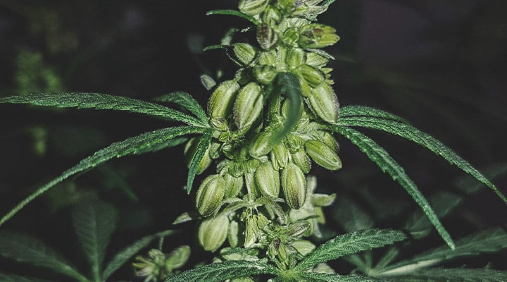 What Does a Male Cannabis Plant Look Like? What Does a Male Cannabis Plant Look Like?