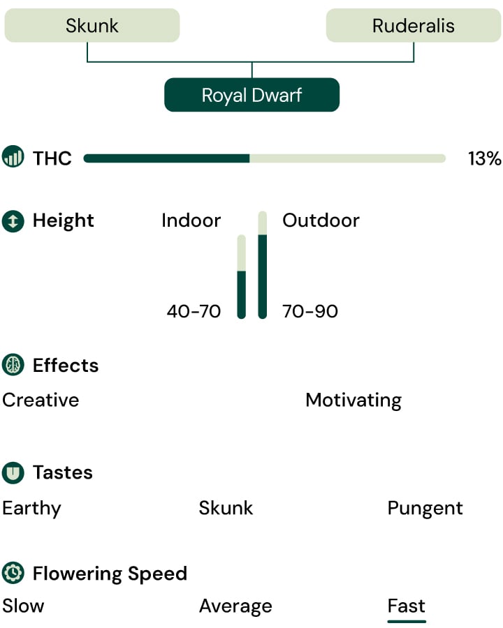 Royal Dwarf Autoflower Characteristics Royal Dwarf Autoflower Characteristics