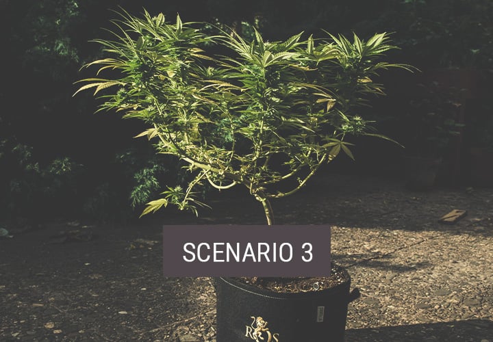 Scenario 3: How to Move Cannabis Plants Outdoors Part-Time Scenario 3: How to Move Cannabis Plants Outdoors Part-Time