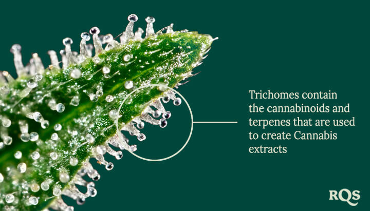 Trichomes Trichomes