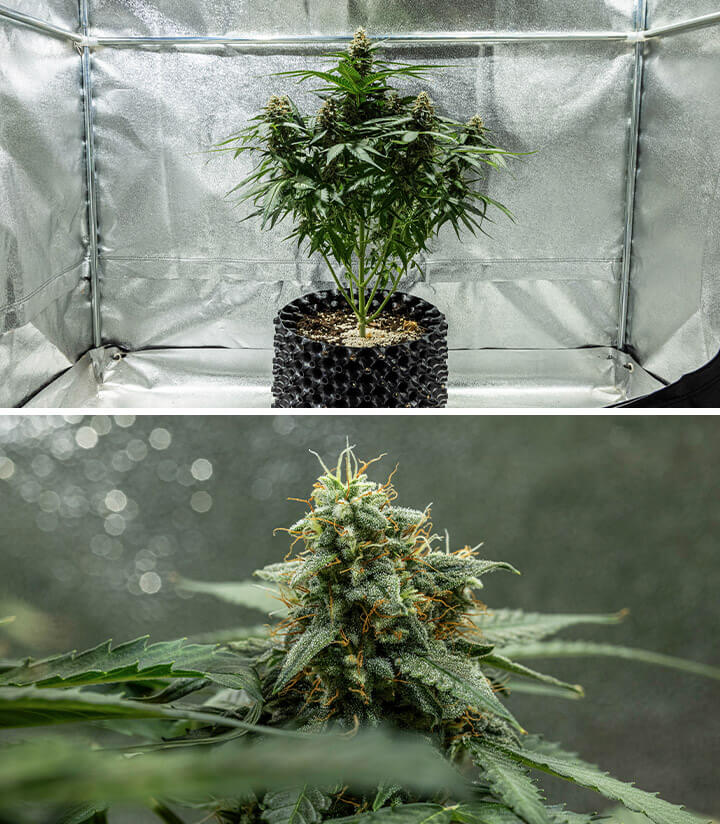 Week 8 Week 8